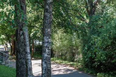mavi gökyüzüne karşı bahar ağacı dalları