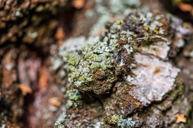 kıymık ve çatlaklar ile eski ahşap kalas dokulu yüzey