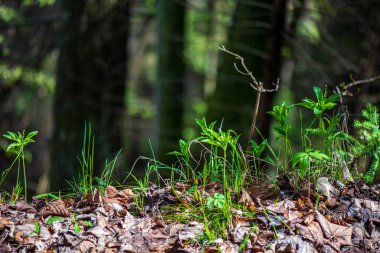bulanıklık arka plan ile yeşil yaprak ayrıntıları