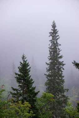 bulanıklık arka plan ile yeşil yaprak ayrıntıları