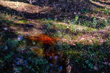 ağaç kökleri ve eski bitki artıkları ile zemin toprak dokusu