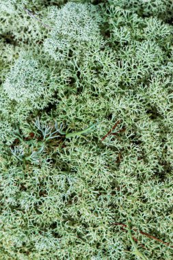 Beyaz yosun ormanı yaz ormanında.