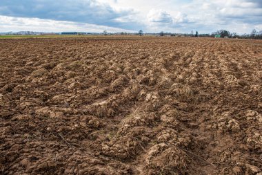 ağaç kökleri ve eski bitki artıkları ile zemin toprak dokusu