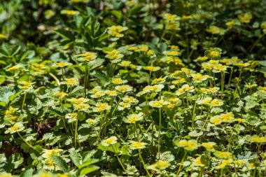bulanıklık arka plan ile yeşil yaprak ayrıntıları