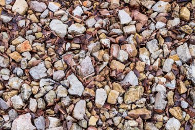 ağaç kökleri ve eski bitki artıkları ile zemin toprak dokusu