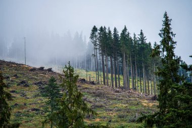 bulanıklık arka plan ile yeşil yaprak ayrıntıları