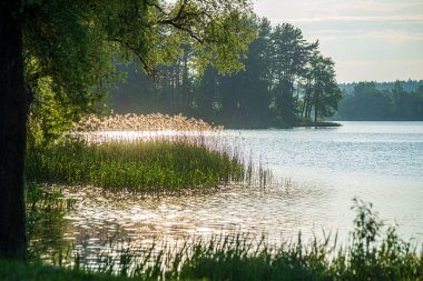 Vahşi ördekler ve kuğular göl suyunda yüzüyor.