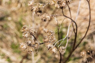 ağaç kökleri ve eski bitki artıkları ile zemin toprak dokusu
