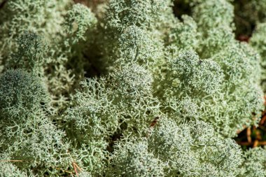 Beyaz yosun ormanı yaz ormanında.