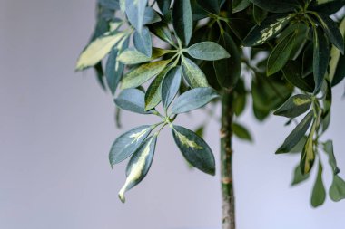 parlak beyaz iç daire içinde yerli bitkiler