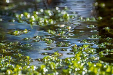ağaç kökleri ve eski bitki artıkları ile zemin toprak dokusu
