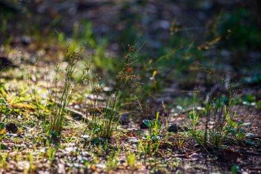 ağaç kökleri ve eski bitki artıkları ile zemin toprak dokusu