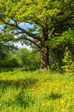 bulanıklık arka plan ile yeşil yaprak ayrıntıları