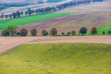 bulanıklık arka plan ile yeşil yaprak ayrıntıları