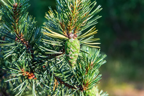 Rami di albero di primavera contro cielo blu — Foto Stock