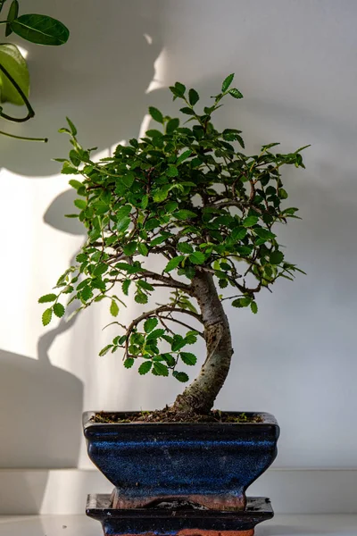 Piante domestiche all'interno appartamento in luminoso interno bianco — Foto Stock