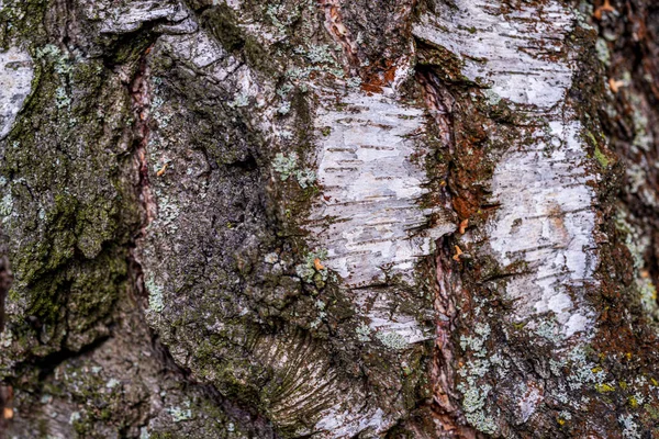 파편과 균열 오래된 나무 판자 질감 표면 — 스톡 사진