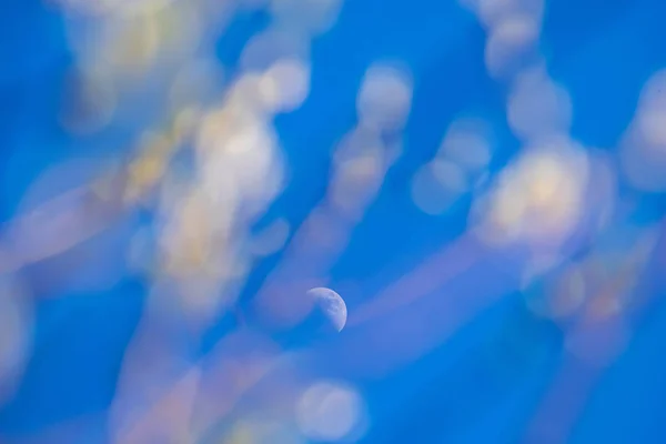 Vårträd grenar mot blå himmel — Stockfoto