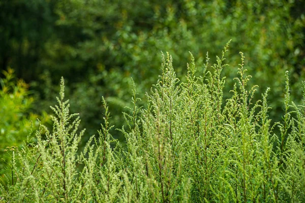 bulanıklık arka plan ile yeşil yaprak ayrıntıları