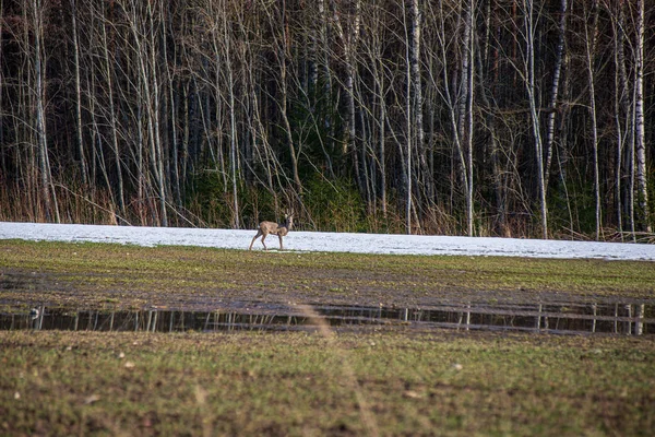 Veados selvagens no campo de primavera vazio — Fotografia de Stock