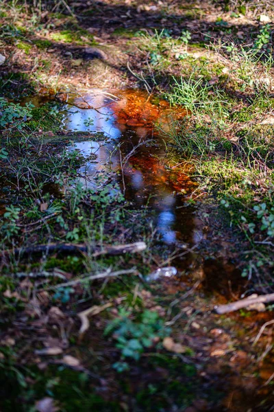 Textura půdy s kořeny stromů a zbytky vegetace — Stock fotografie