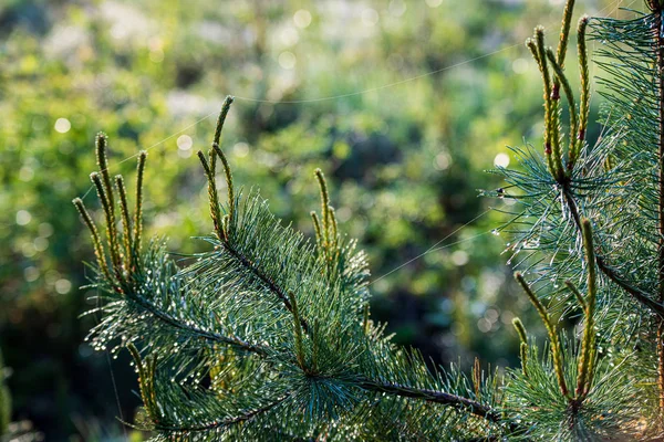 Détails de feuillage vert avec fond flou — Photo