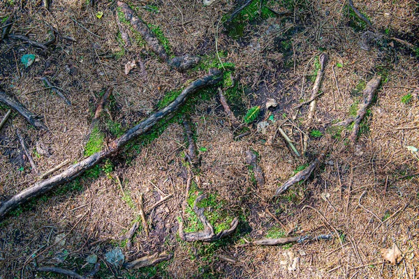 Texture du sol moulu avec racines d'arbres et restes de végétation ancienne — Photo