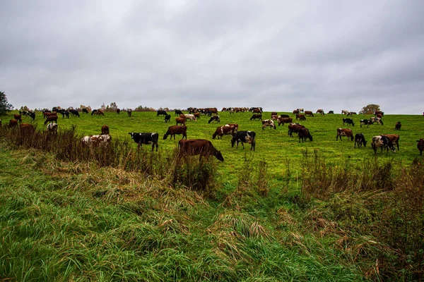 Pastos verdes país prado cheio de animais de fazenda — Fotografia de Stock