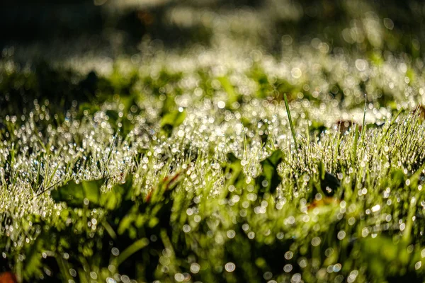 Détails de feuillage vert avec fond flou — Photo