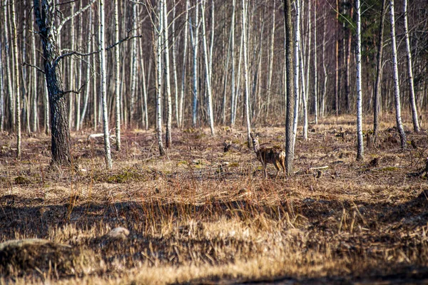 Cerfs sauvages dans un champ de printemps vide — Photo
