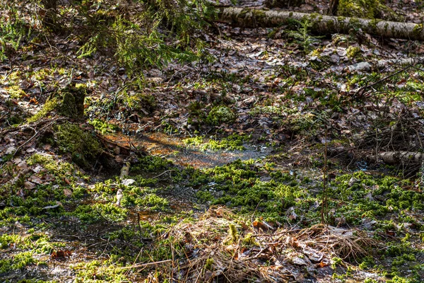 Tekstura gleby gruntowych z korzeniami drzew i starą roślinność resztki — Zdjęcie stockowe