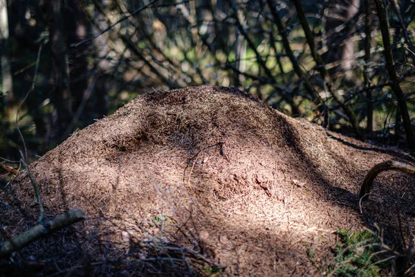 Texture du sol moulu avec racines d'arbres et restes de végétation ancienne — Photo