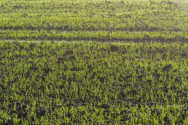 木の根と古い植生の残り物を持つ地面の土壌テクスチャ — ストック写真