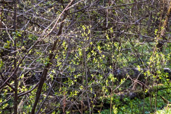 ぼかしの背景を持つ緑の葉の詳細 — ストック写真