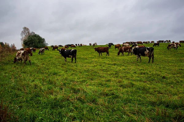 Green country pastures meadow full of farm animals — Stock Photo, Image