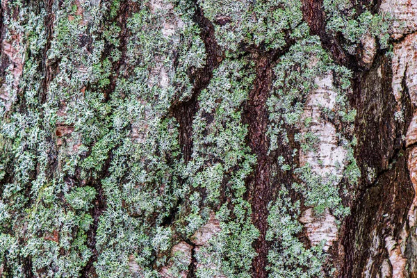Textura půdy s kořeny stromů a zbytky vegetace — Stock fotografie