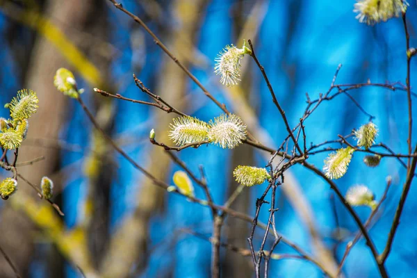 Rami di albero di primavera contro cielo blu — Foto Stock