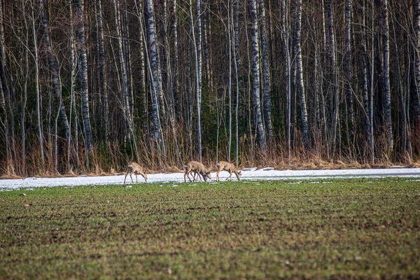 Cerfs sauvages dans un champ de printemps vide — Photo