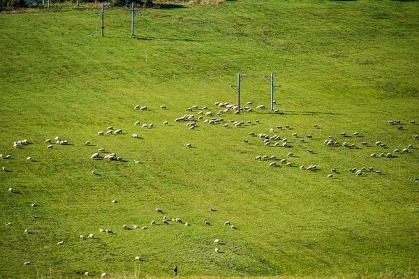 yeşil ülke çayır çiftlik hayvanları dolu çayır
