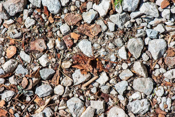 木の根と古い植生の残り物を持つ地面の土壌テクスチャ — ストック写真