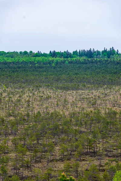 木の根と古い植生の残り物を持つ地面の土壌テクスチャ — ストック写真