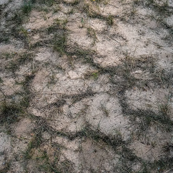 Textura do solo do solo com raízes de árvores e restos de vegetação antiga — Fotografia de Stock