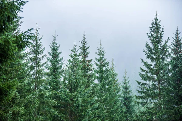 bulanıklık arka plan ile yeşil yaprak ayrıntıları