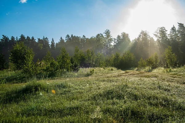 Green foliage details with blur background — Stock Photo, Image