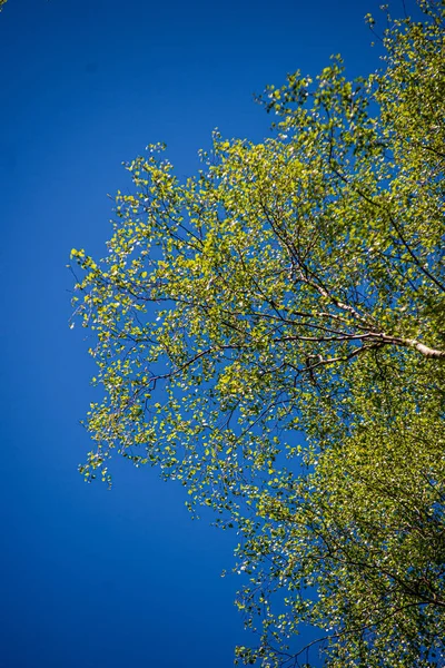 Zielone liście szczegóły z rozmycie tła — Zdjęcie stockowe