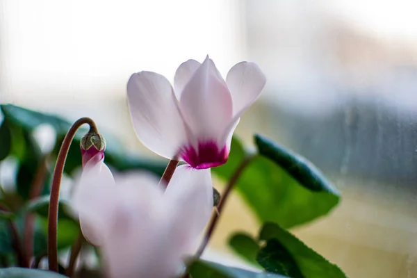 Plantas domésticas dentro de apartamento em interior branco brilhante — Fotografia de Stock