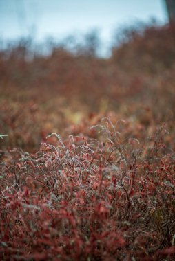 ağaç kökleri ve eski bitki artıkları ile zemin toprak dokusu