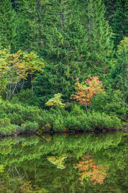 bulanıklık arka plan ile yeşil yaprak ayrıntıları