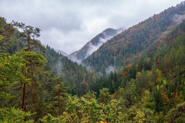 bulanıklık arka plan ile yeşil yaprak ayrıntıları