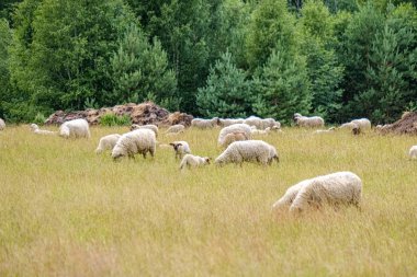yeşil ülke çayır çiftlik hayvanları dolu çayır